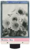spring-sunflowers
